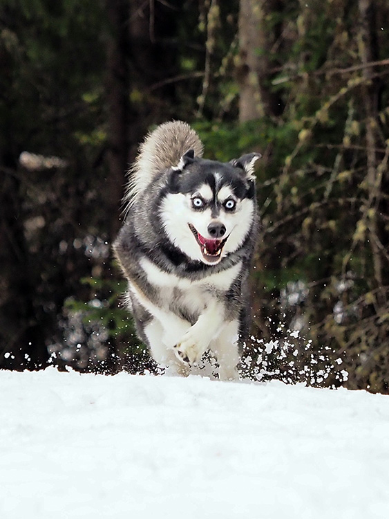 Kamloops Dog Photography | Photography by Sarah Underwood