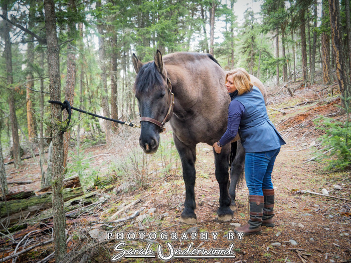 Equine bodywork in Kamloops