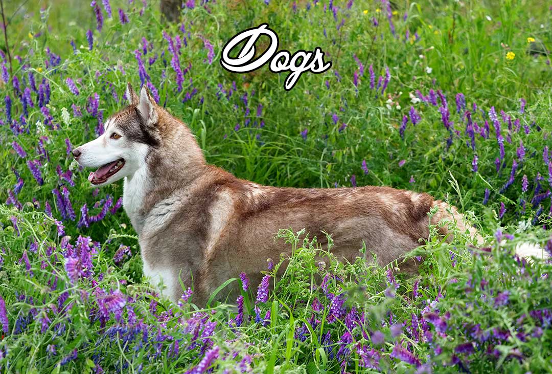 Kamloops dog photography