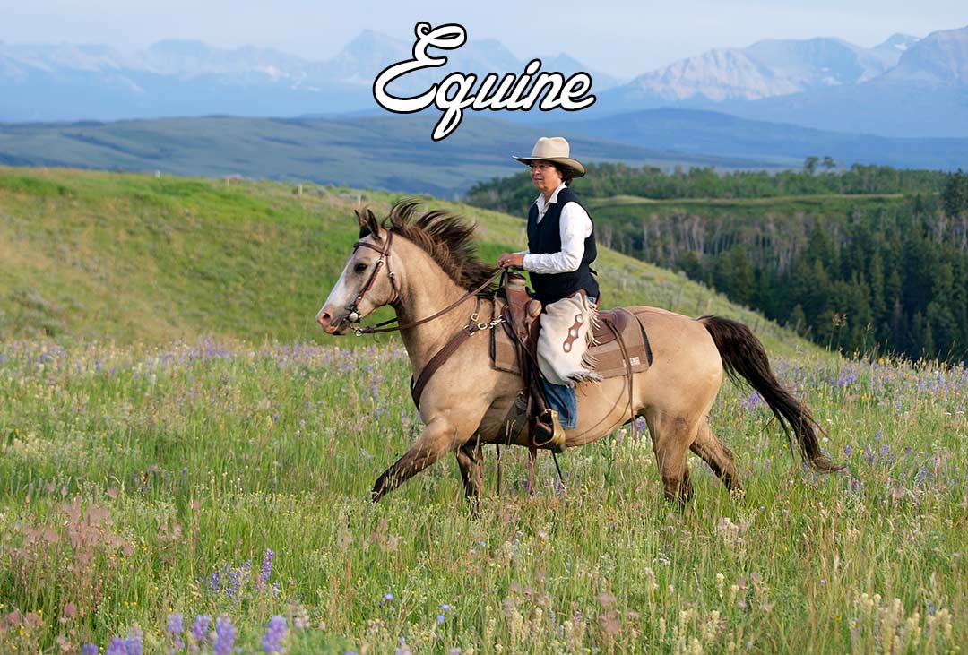 Kamloops horse photography