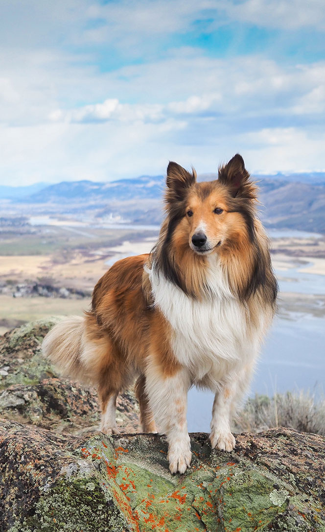 Dog photography